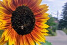 Hummel an Sonnenblume