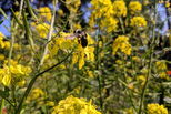 Blaue Holzbiene auf gelber Rapsblüte