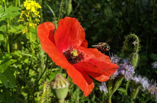 Biene fliegt zu roter Mohnblume