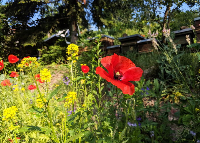 Rote Mohnblume in einem blühenden Garten