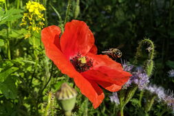 Biene fliegt zu roter Mohnblume