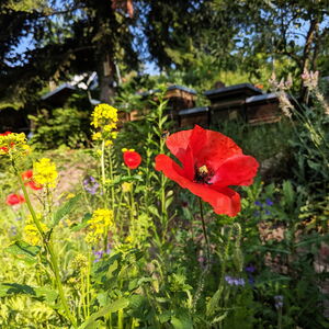 Rote Mohnblume in einem blühenden Garten