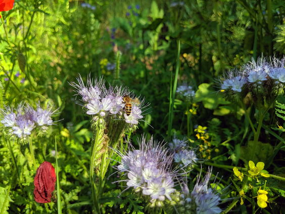 Biene auf Phacelia-Blume