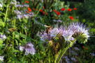 Biene auf lila Phacelia-Blüte