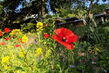 Rote Mohnblume in einem blühenden Garten