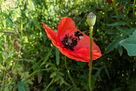 Hummel auf roter Mohnblume