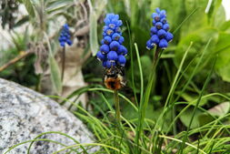 Hummel an blauer Traubenhyazinthe